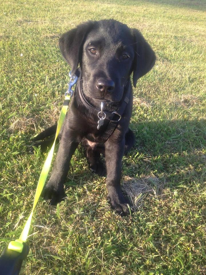 Labrador retriever Charlie  billede 7