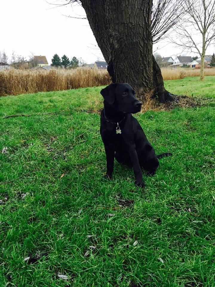 Labrador retriever Charlie  billede 11