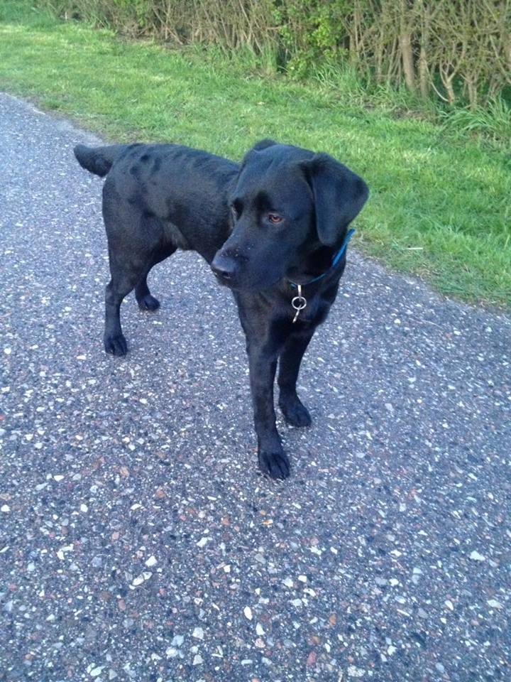 Labrador retriever Charlie  billede 14