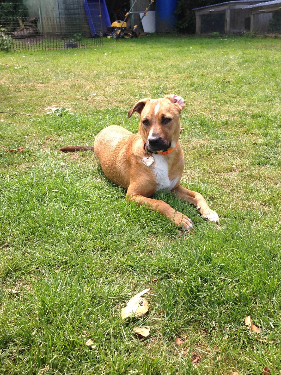 Blanding af racer Chica billede 1