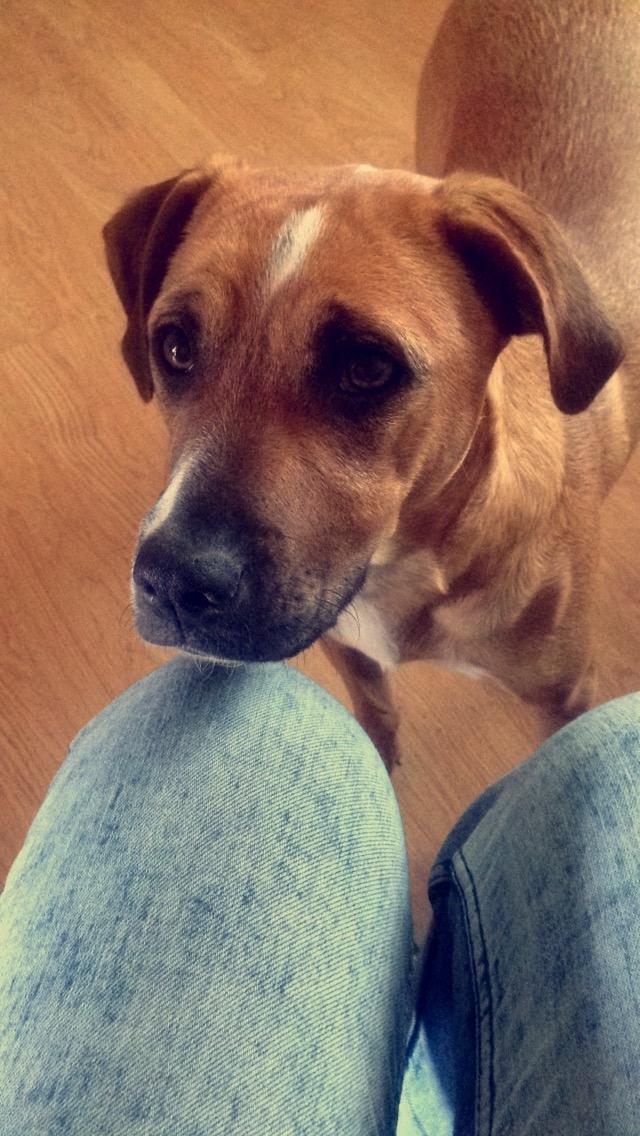 Blanding af racer Chica billede 3