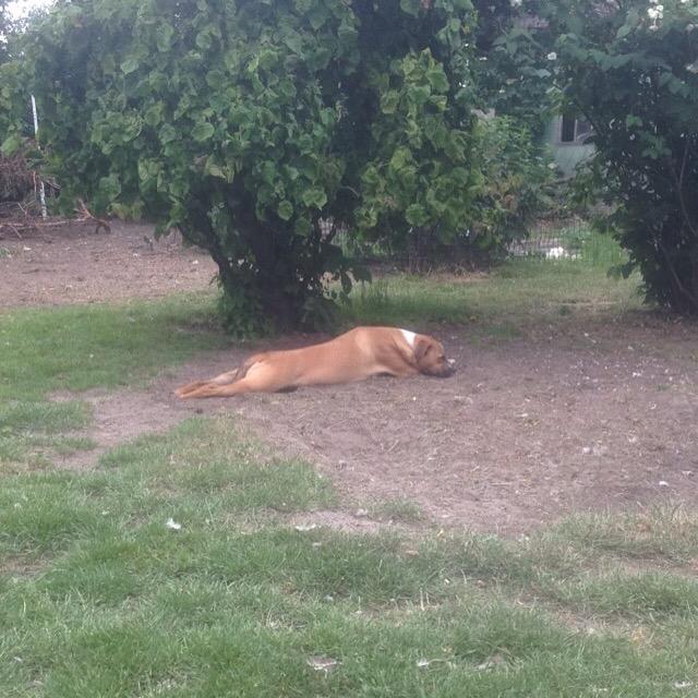 Blanding af racer Chica billede 4