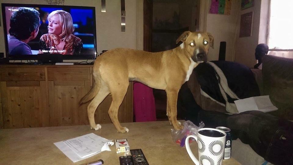 Blanding af racer Chica billede 7