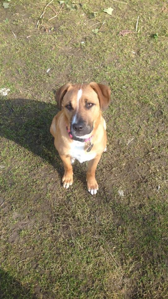 Blanding af racer Chica billede 8