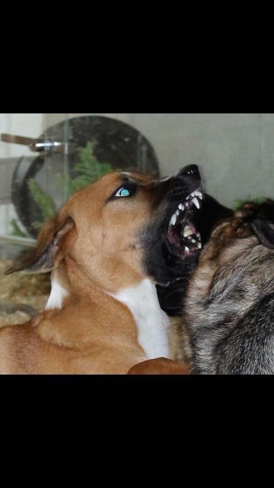 Blanding af racer Chica billede 9