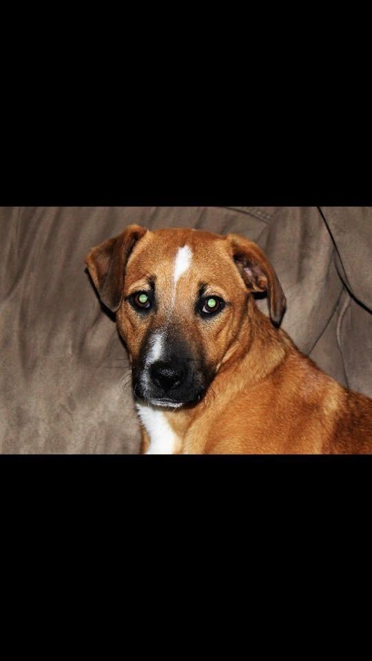 Blanding af racer Chica billede 10