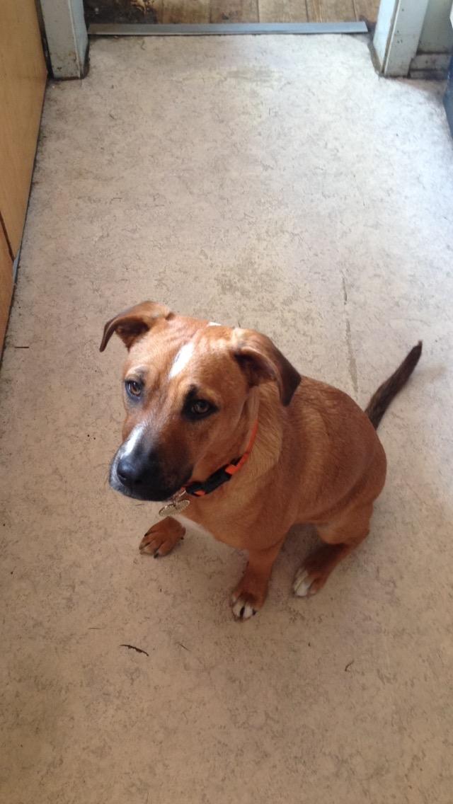 Blanding af racer Chica billede 2