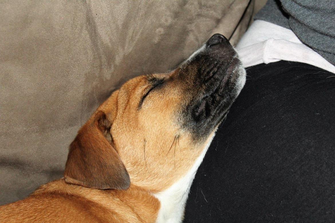 Blanding af racer Chica billede 12