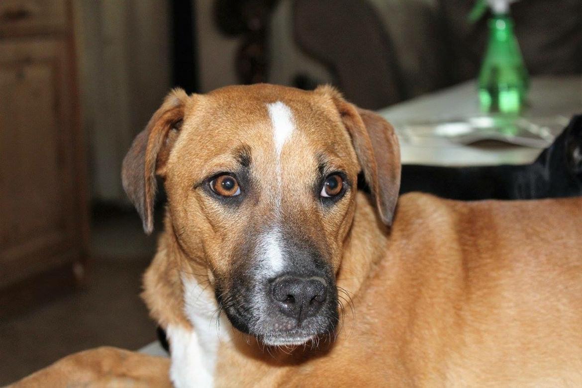 Blanding af racer Chica billede 11