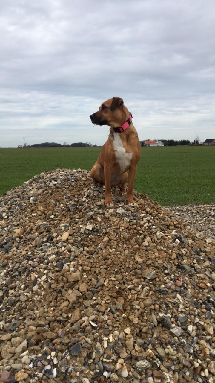 Blanding af racer Chica billede 13