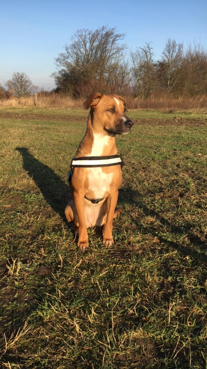 Blanding af racer Chica billede 14