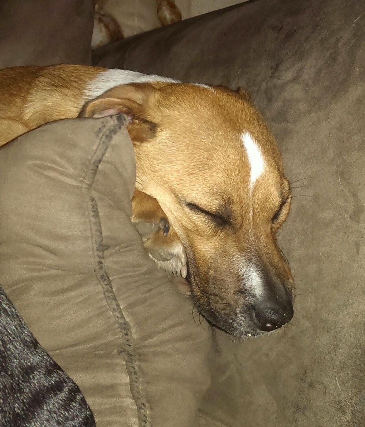 Blanding af racer Chica billede 15