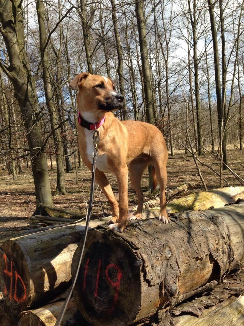 Blanding af racer Chica billede 16