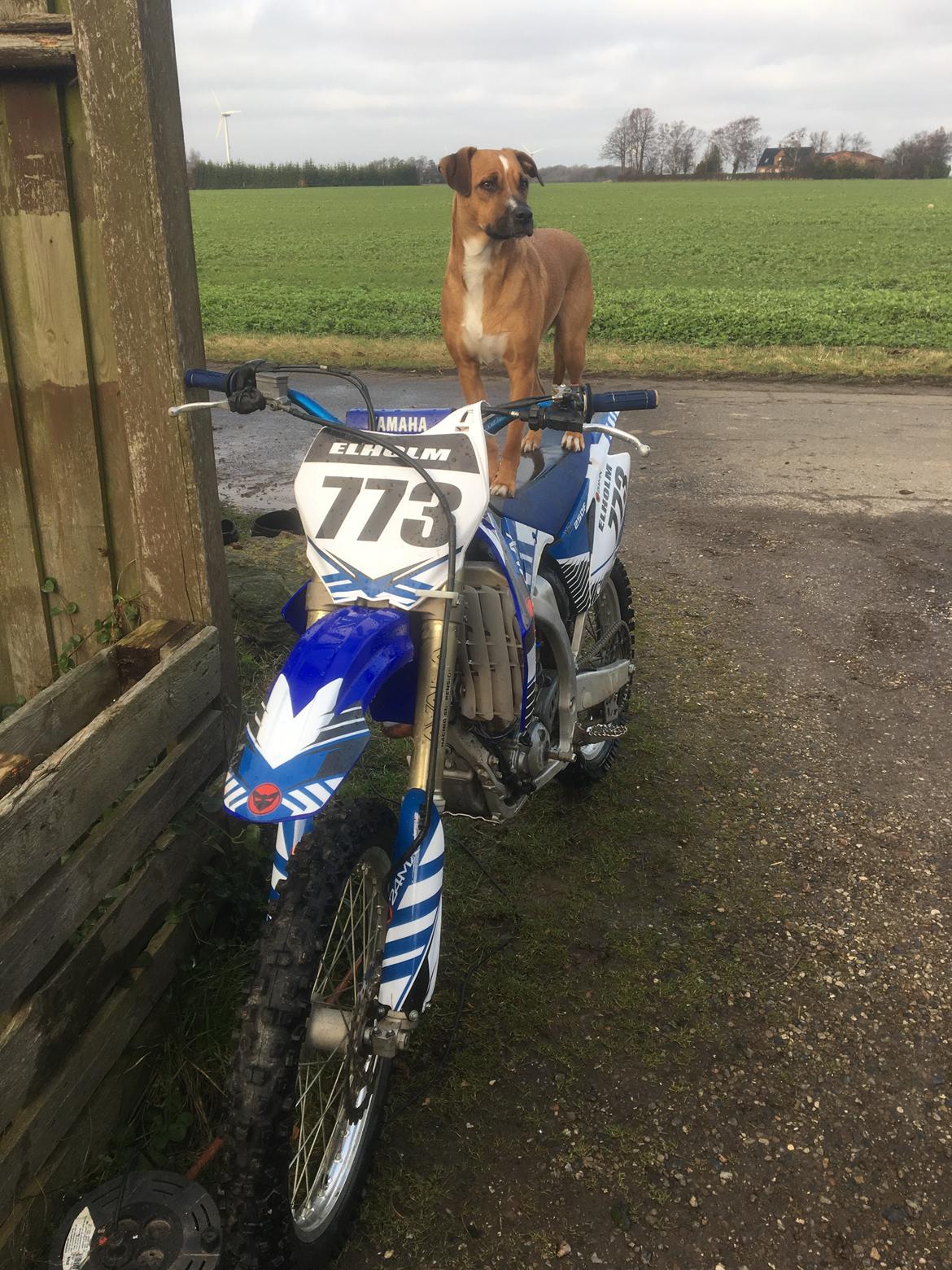 Blanding af racer Chica billede 18