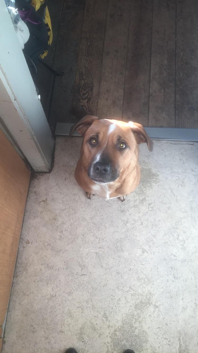 Blanding af racer Chica billede 19