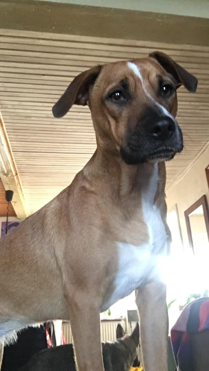 Blanding af racer Chica billede 20