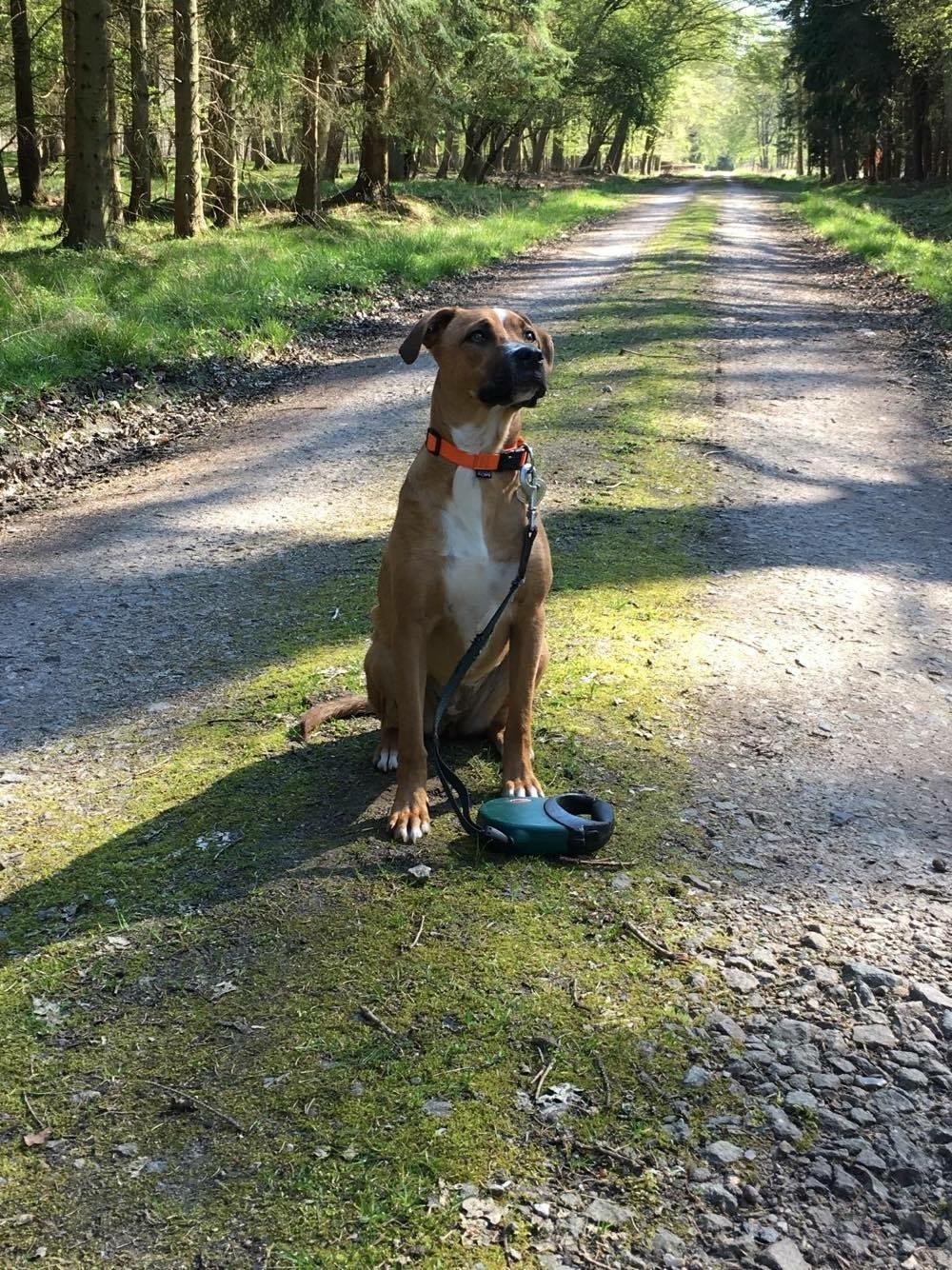 Blanding af racer Chica billede 17