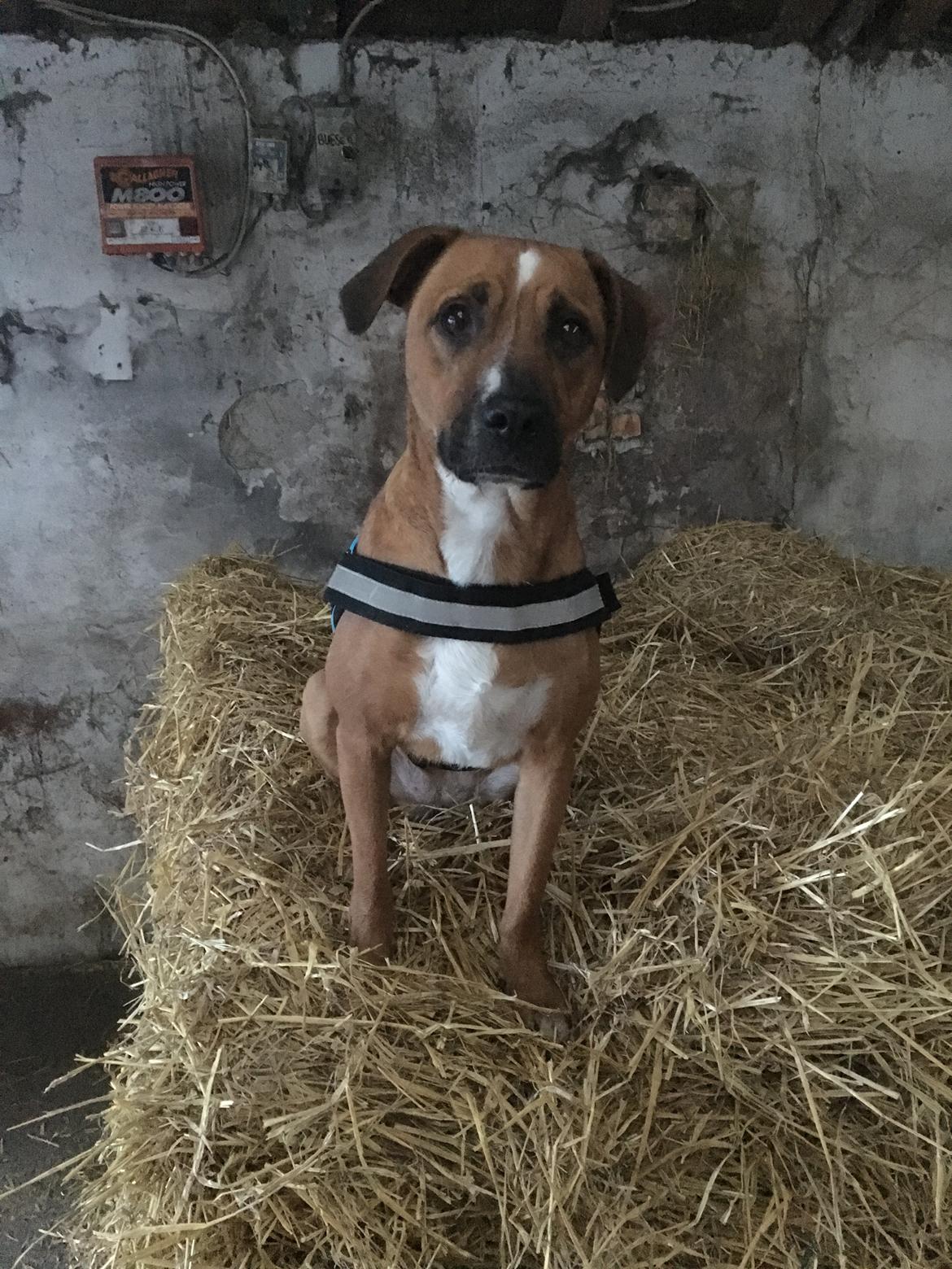 Blanding af racer Chica billede 21