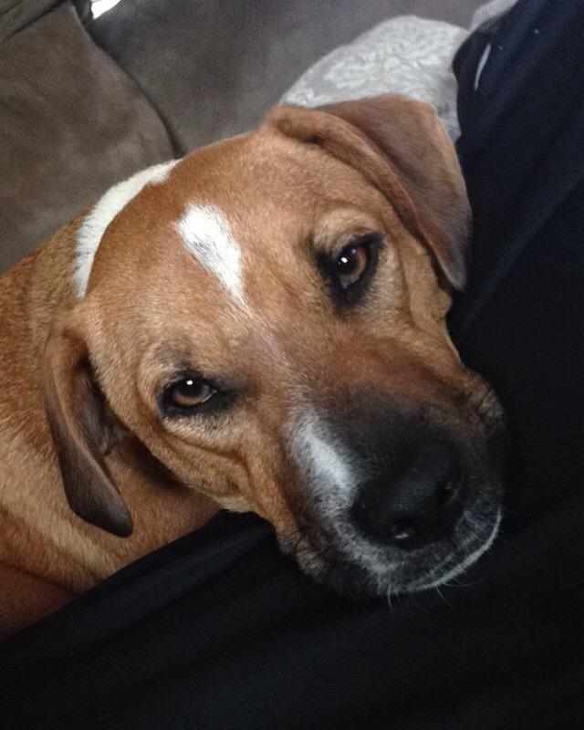 Blanding af racer Chica billede 22