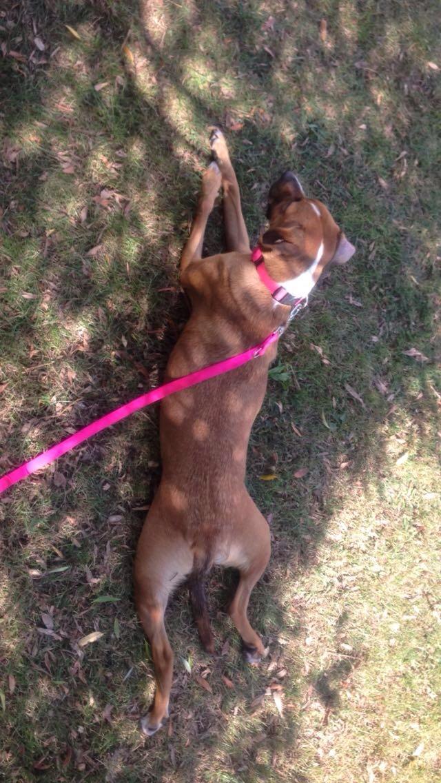 Blanding af racer Chica billede 24