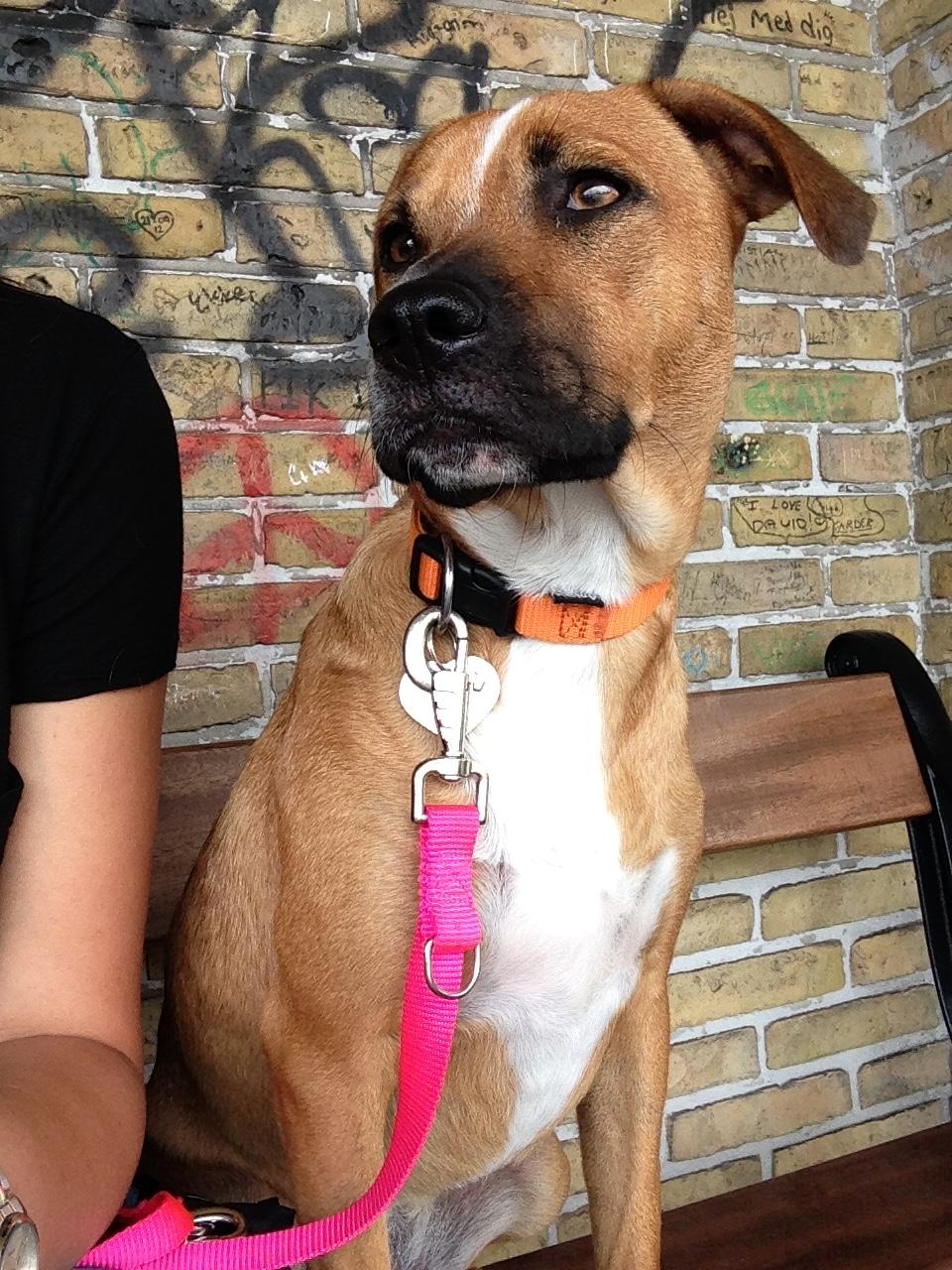 Blanding af racer Chica billede 23