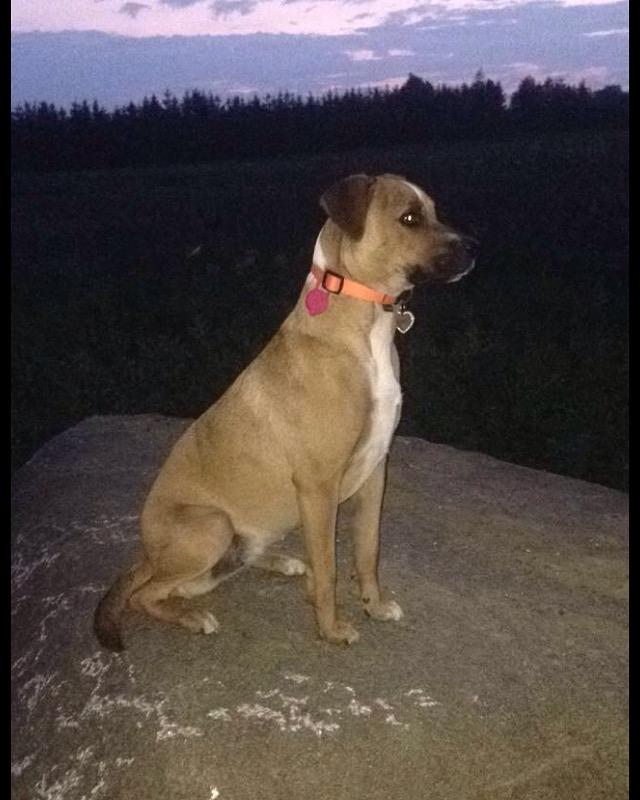 Blanding af racer Chica billede 25