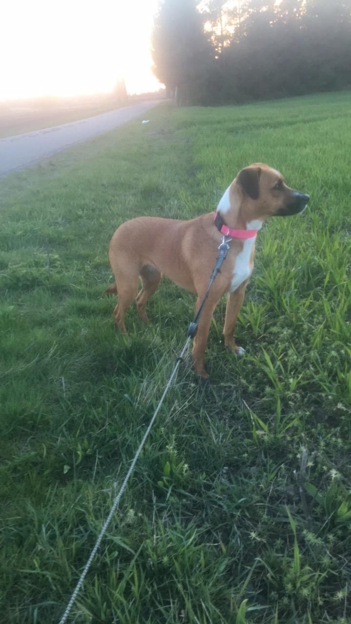 Blanding af racer Chica billede 26