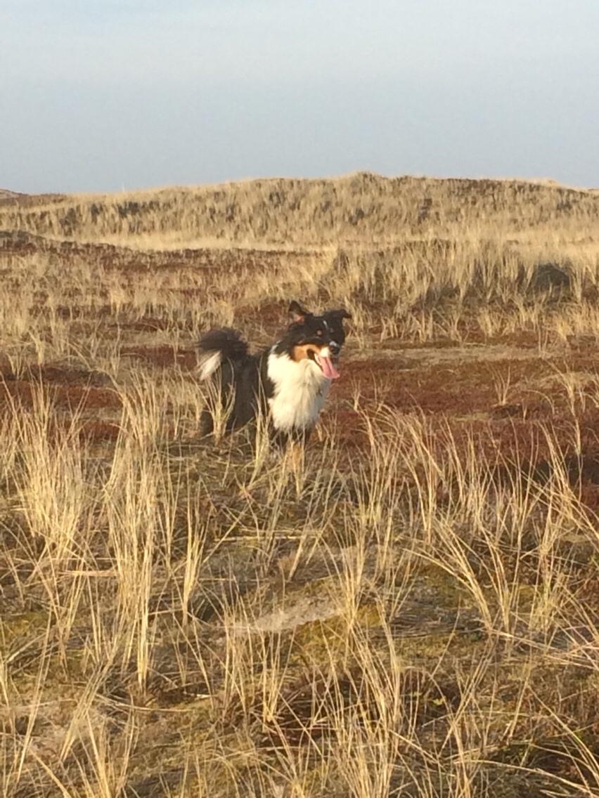 Australian shepherd Robin billede 14