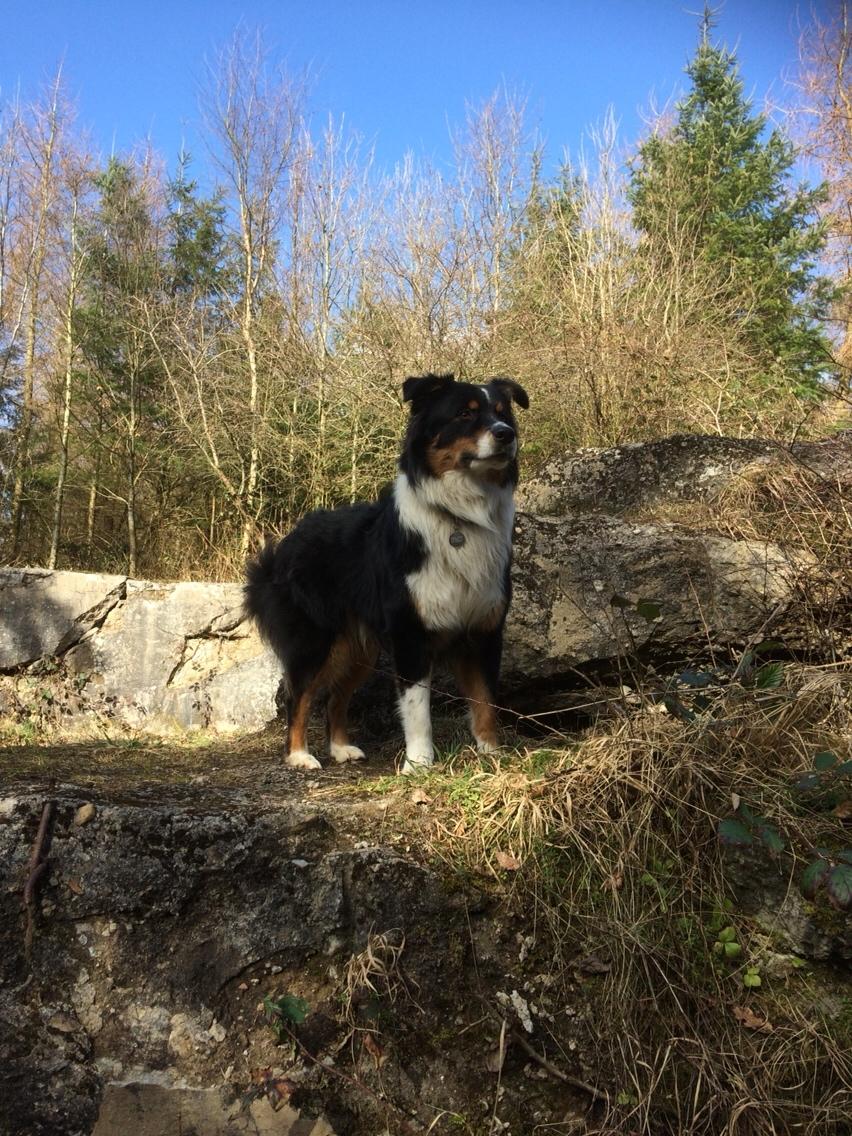 Australian shepherd Robin billede 18