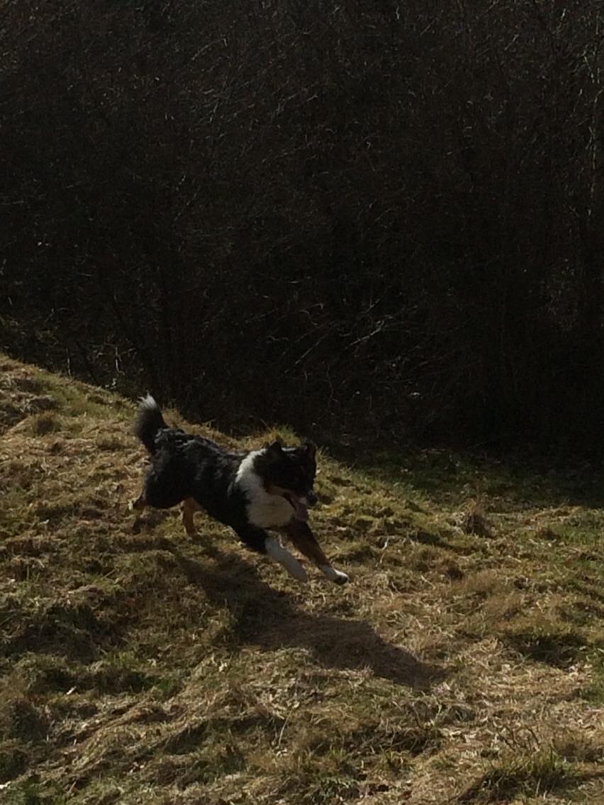 Australian shepherd Robin billede 19