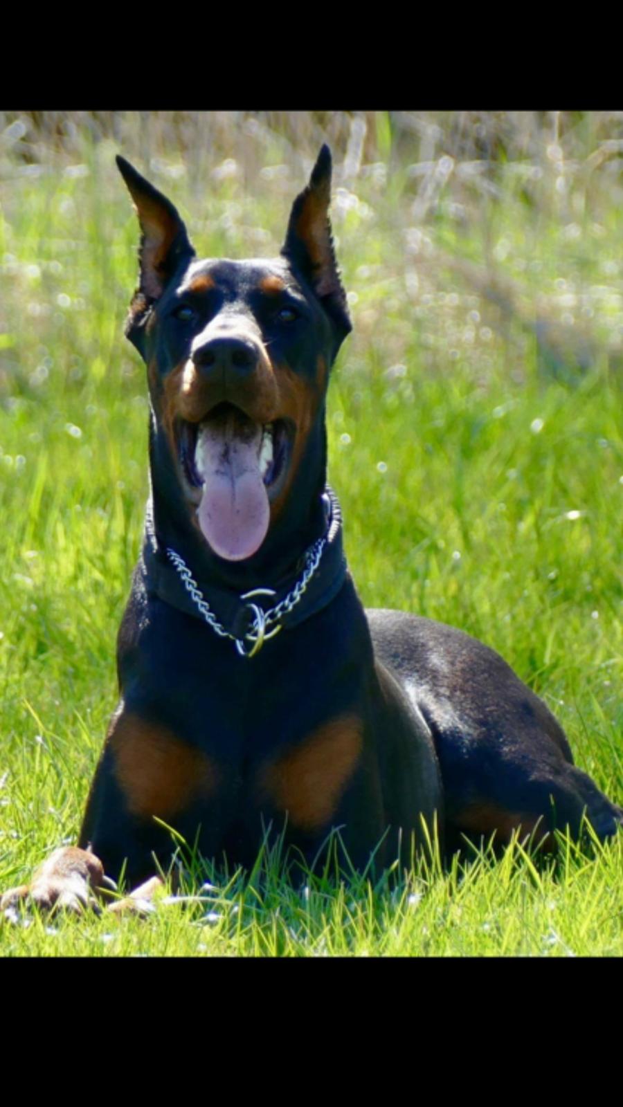 Dobermann Maestro Nero Di Altobello (Snoop) billede 1