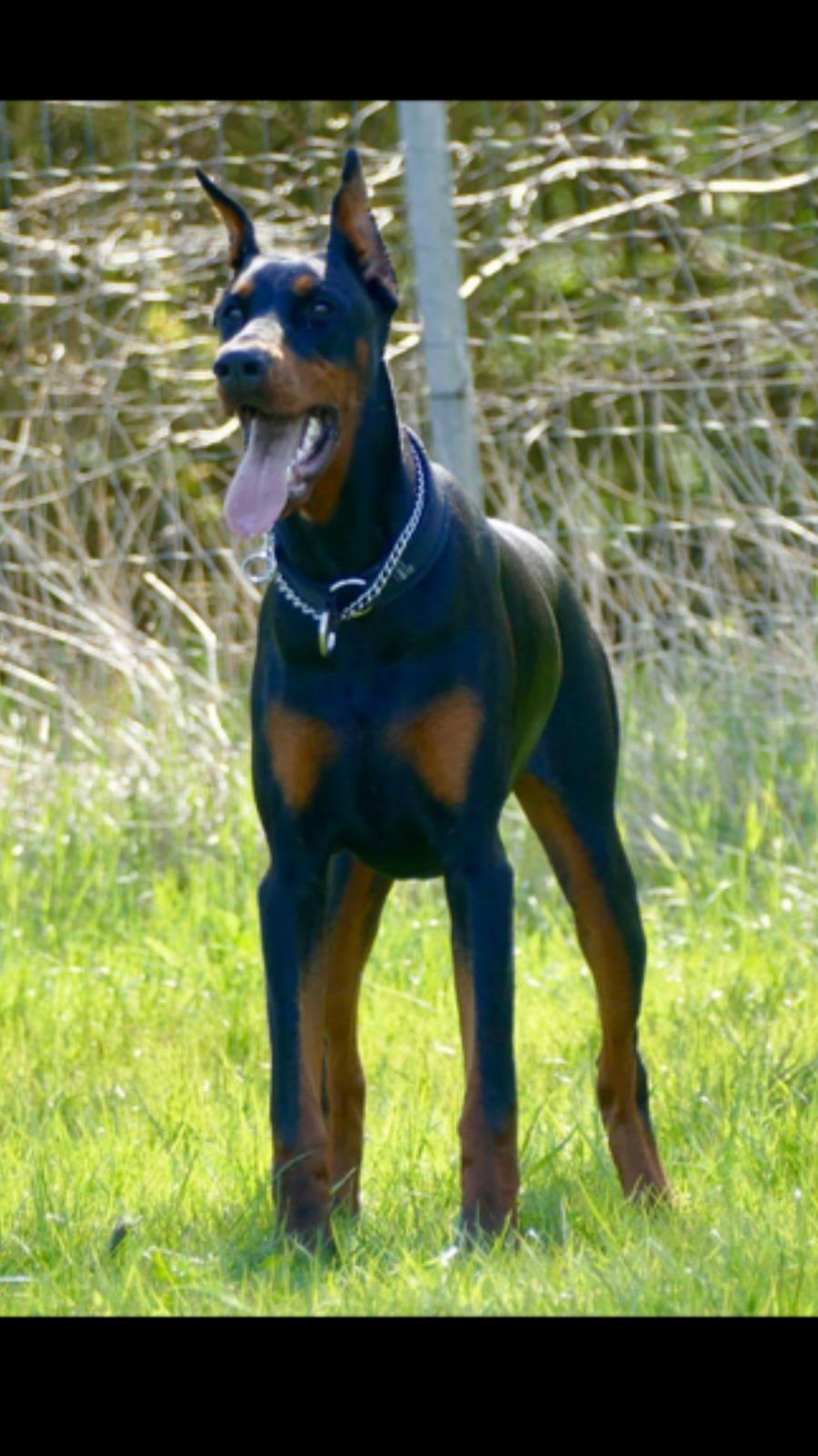 Dobermann Maestro Nero Di Altobello (Snoop) billede 2