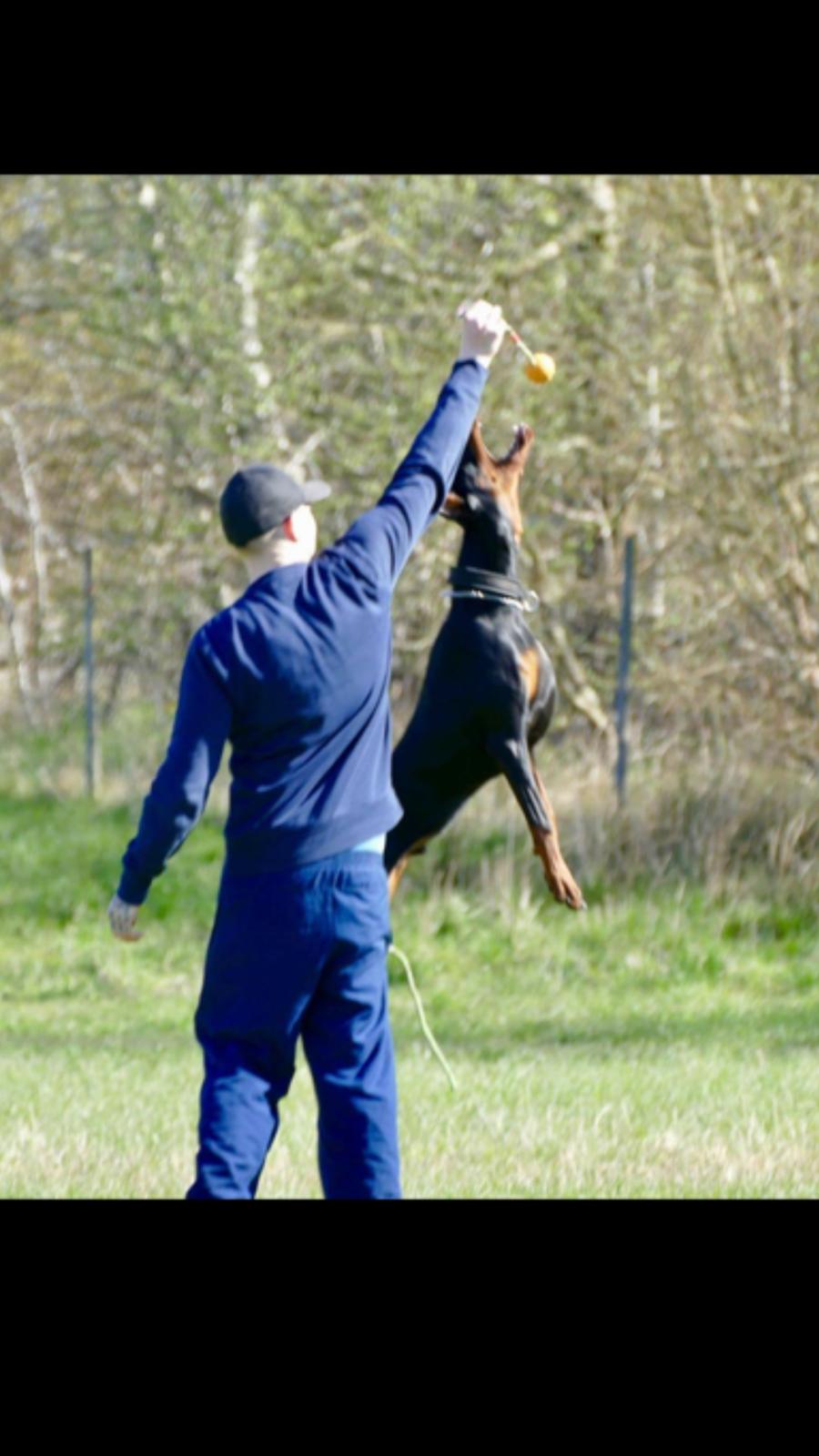 Dobermann Maestro Nero Di Altobello (Snoop) billede 8