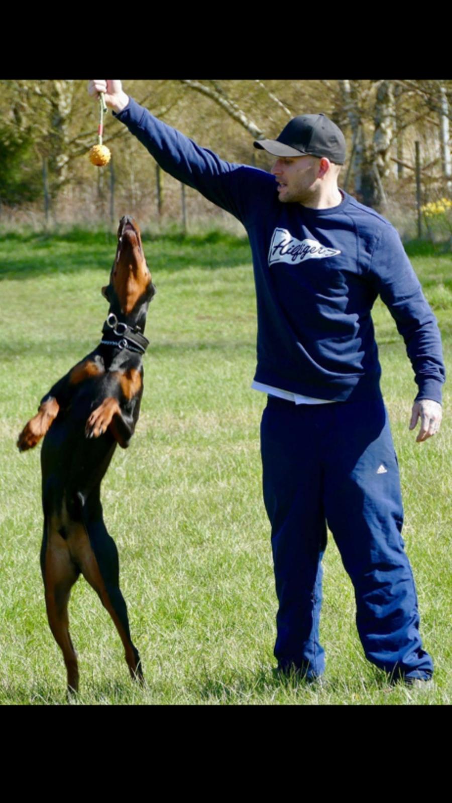 Dobermann Maestro Nero Di Altobello (Snoop) billede 7