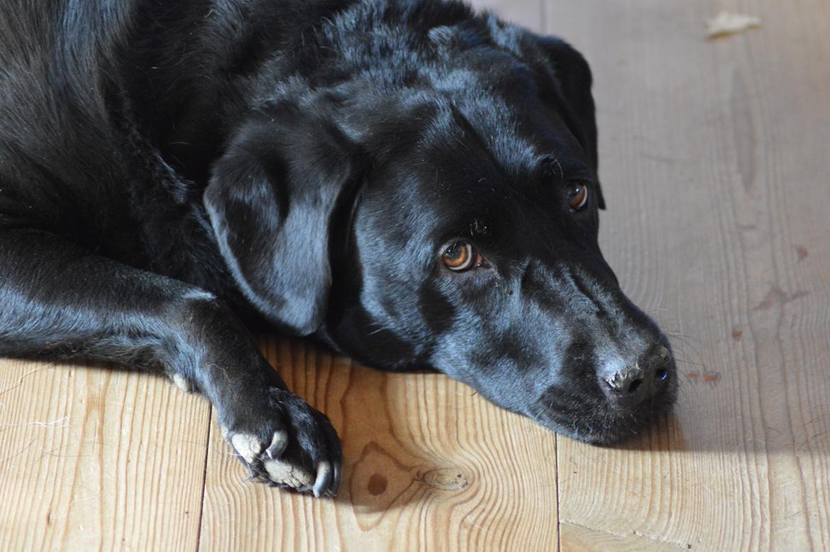 Labrador retriever Pino billede 6