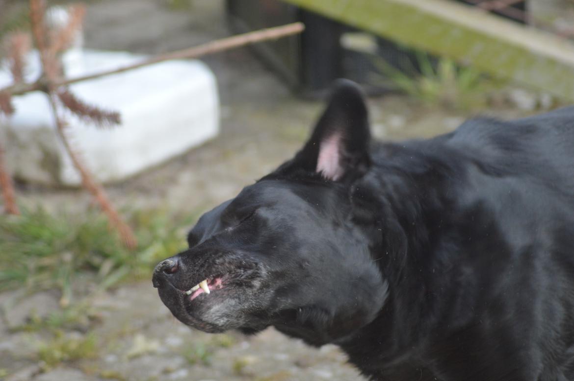 Labrador retriever Pino billede 4