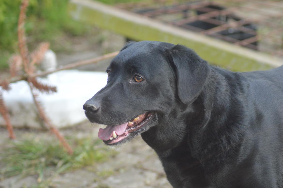 Labrador retriever Pino billede 1