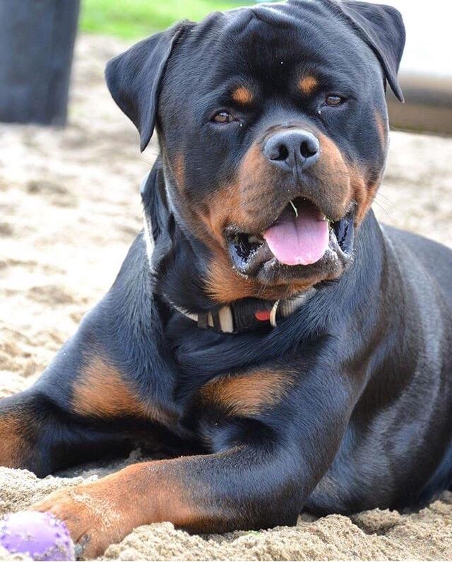 Rottweiler Djengis billede 49