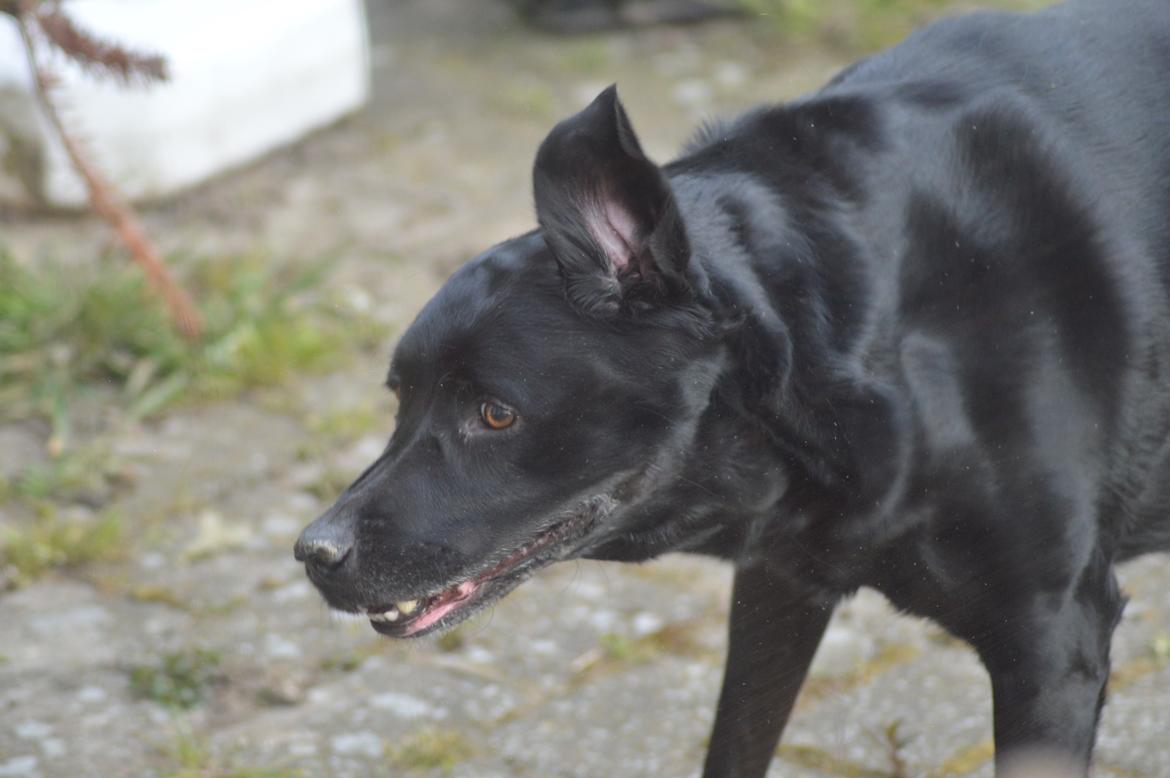 Labrador retriever Pino billede 5