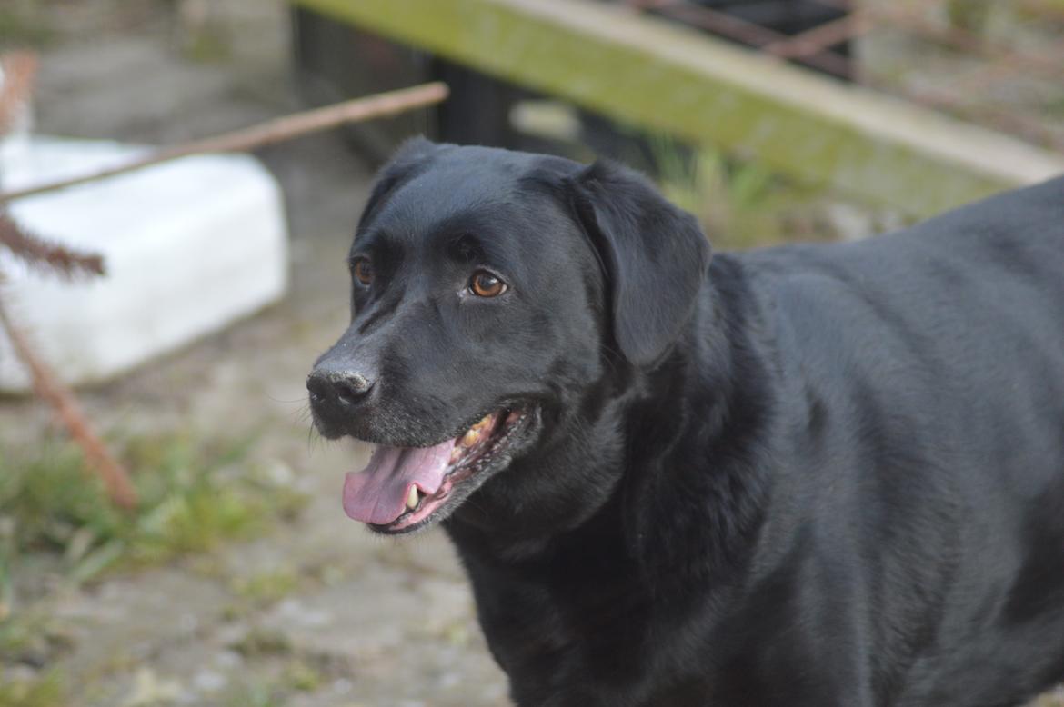 Labrador retriever Pino billede 3