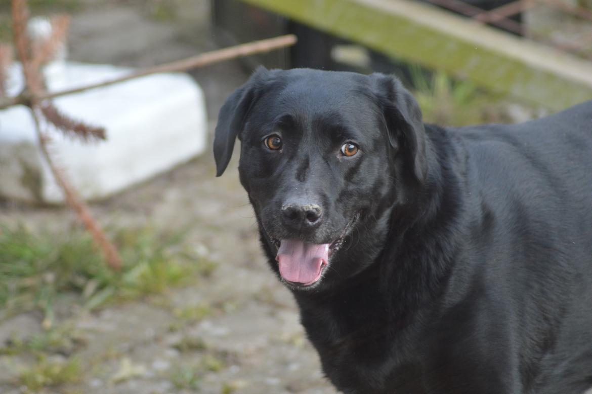 Labrador retriever Pino billede 2