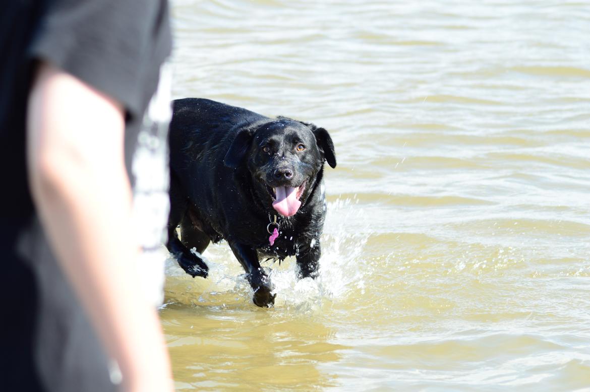 Labrador retriever Pino billede 8