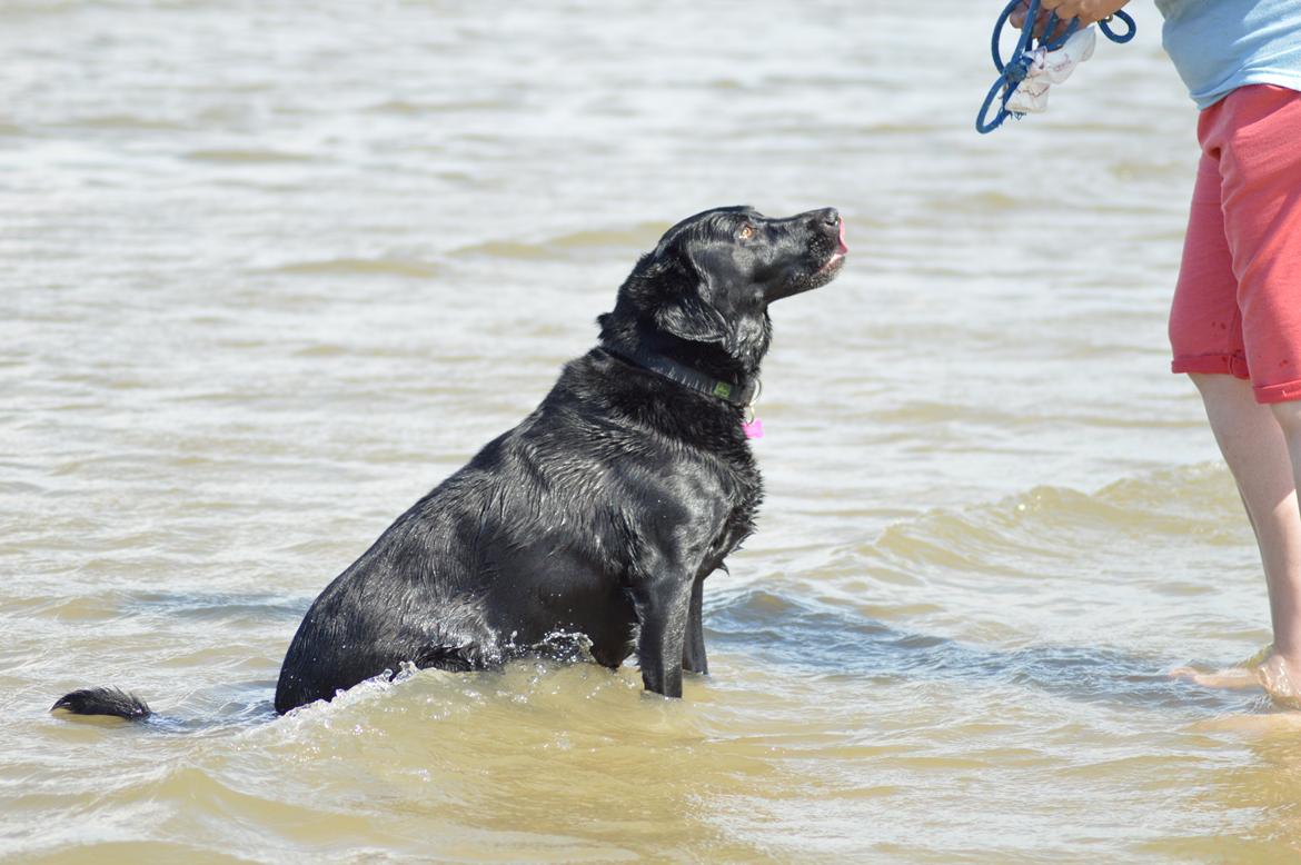 Labrador retriever Pino billede 7