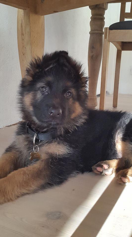 Schæferhund Egåen´s Maggi billede 2