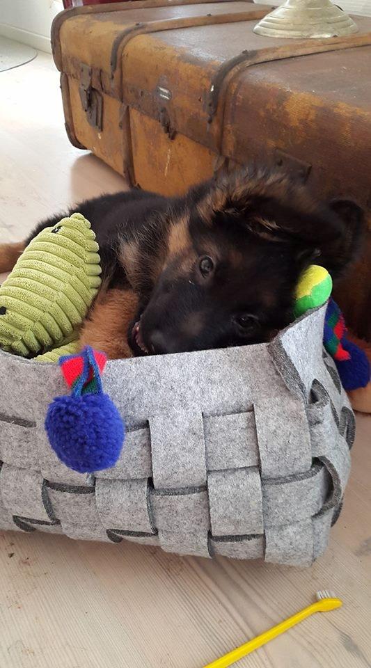 Schæferhund Egåen´s Maggi billede 3