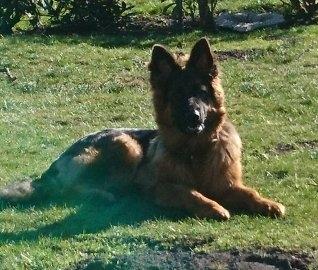 Schæferhund Egåen´s Maggi billede 4