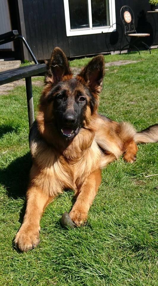 Schæferhund Egåen´s Maggi billede 5