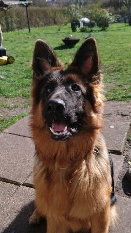 Schæferhund Egåen´s Maggi billede 6