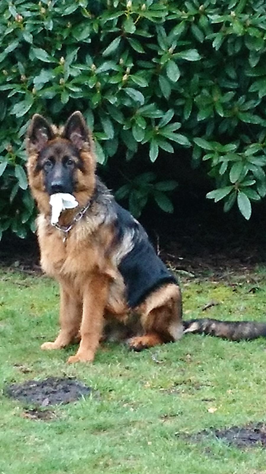 Schæferhund Egåen´s Maggi billede 7