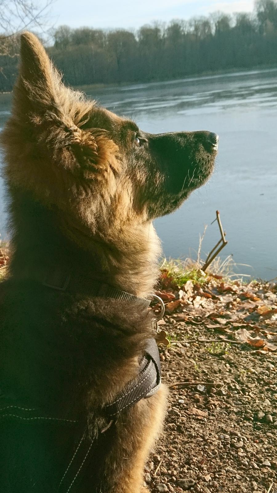 Schæferhund Egåen´s Maggi billede 1